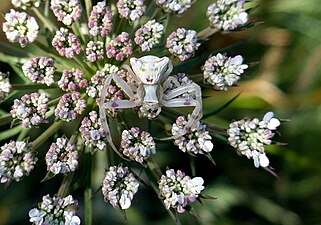 Thomisus (Araignée crabe sur Carotte)