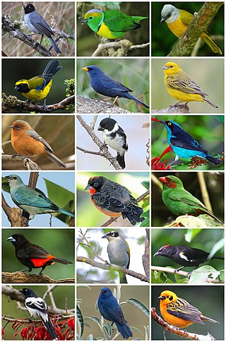 <span class="mw-page-title-main">Tanager</span> Family of birds