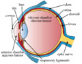 The structures of the eye labeled
