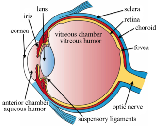 The eye consist of several structures notable for the mechanisms of secondary glaucoma. Three Main Layers of the Eye.png