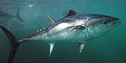 Thumbnail for Southern bluefin tuna