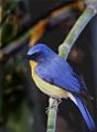 Tickel's blue flycatcher