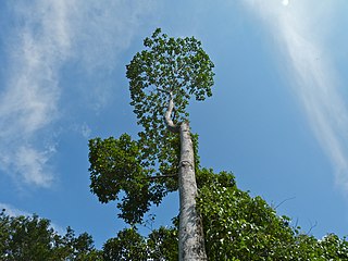 <i>Artocarpus tamaran</i> Species of flowering plant