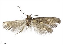 Tingena aurata AMNZ21765.jpg