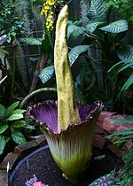 Miniatura para Jardín botánico Doña Falla