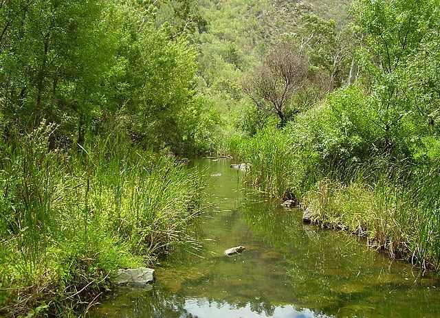 The river in summer at base of the Adelaide Hills, Athelstone