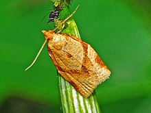 Tortricinae - Clepsis consimilana (самец) .JPG