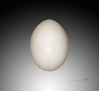 Vi Streptopelia turtur (2 x 2,8 cm)