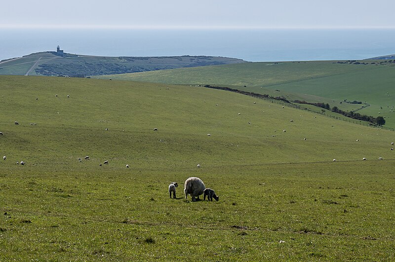 File:Towards Belle Tout - geograph.org.uk - 4943667.jpg