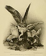 Paprastojo jūrinio erelio užpulta sibirinė mažoji gulbė (piešinys iš katalogo: „The Birds Northumberland and Durham“, v.6 (1874))