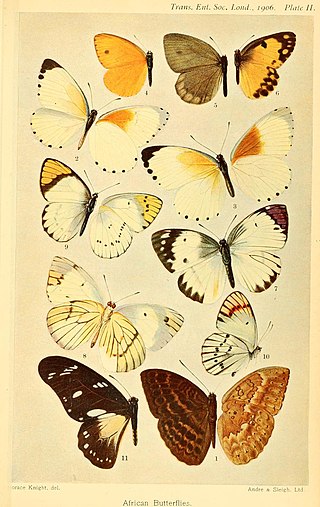 <i>Mylothris similis</i> Species of butterfly