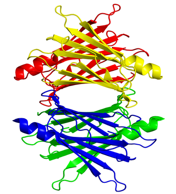 Transthyretin