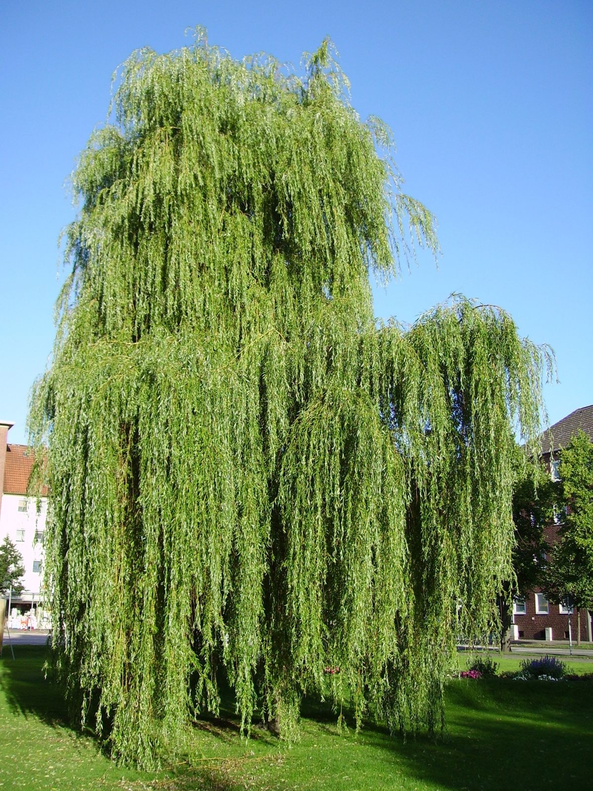 Salix babylonica - Wikipedia