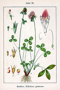 Trifolium pratense Sturm35.jpg