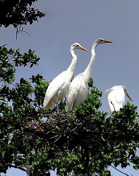 Trio of great egrets at Ochsner Island Rookery in Audubon Park.