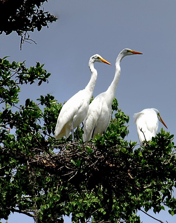 Trio of great egrets at Ochsner Island Rookery in Audubon Park.