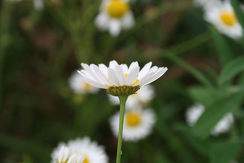 File:Tripleurospermum perforatum - Mainz IMG 5772.JPG