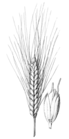 Triticum turgidum (as T. dicoccum) HC-1922.png