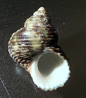 <i>Turbo sandwicensis</i> Species of gastropod