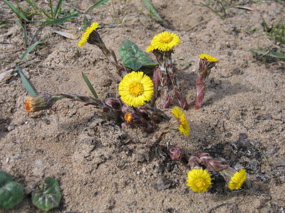 Podbiał pospolity (Tussilago farfara), dolina Czarnej