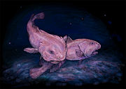 Artist's representation of two blobfish in situ
