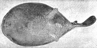 <span class="mw-page-title-main">Oval electric ray</span> Species of cartilaginous fish