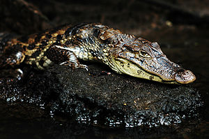 Young crocodile caiman spotted in Tortuguero, Costa Rica