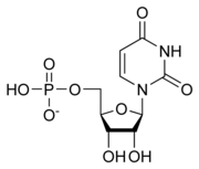 Imagen ilustrativa del artículo Monofosfato de uridina