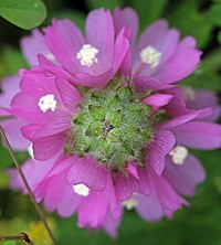 Sidalcea hirsuta