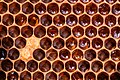 * Nomeação A detail on the tray of a beehive with the cells filled with honeyI, the copyright holder of this work, hereby publish it under the following license:This image was uploaded as part of Wiki Loves Earth 2024. --Skander zarrad 19:37, 31 May 2024 (UTC) * Promoção  Support Good quality. --Екатерина Борисова 03:21, 1 June 2024 (UTC)