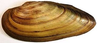 <i>Unio</i> (bivalve) Genus of bivalves