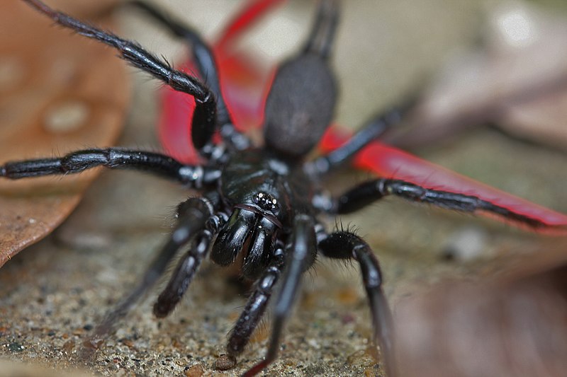 File:Unknown Hunting Spider (7416579600).jpg