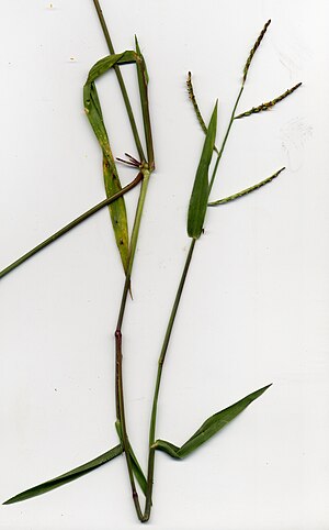 Grass plant specimen