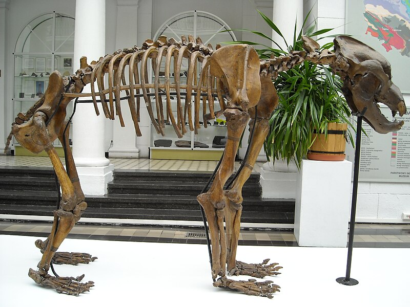 File:Ursus spelaeus skeleton.jpg
