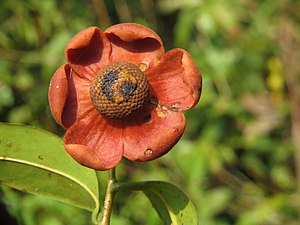 Uvaria narum - South-Indian Uvaria flower at Mayyil (3).jpg