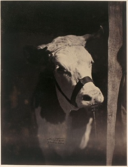 Vache Normande, Concours agricole universel de Paris, 1856