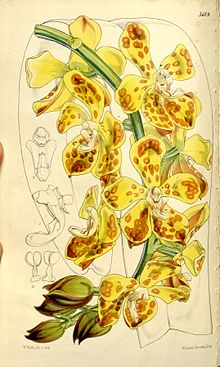 Vandopsis gigantea (as Vanda gigantea) - Curtis' 86 (Ser. 3 no. 16) pl. 5189 (1860).jpg