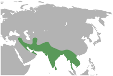 Vanellus indicus map.svg