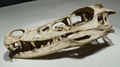 Velociraptor MPC-D 100 54 skull (1).png