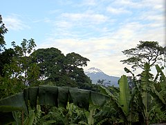 Mawenzi je vidět mezi banánovými plantážemi smíchanými s vegetací deštného pralesa.
