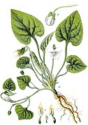 Viola alba