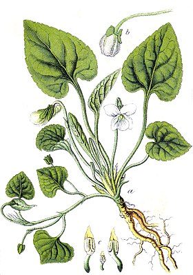 White violet (Viola alba), illustration