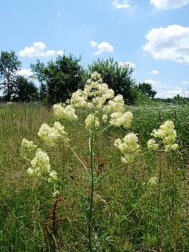 Василистник светлый (Thalictrum lucidum)