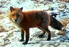 Vulpes vulpes standing in snow.jpg