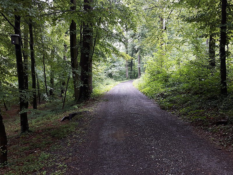 File:Waldweg im Jungholz Mettmenstetten.jpg