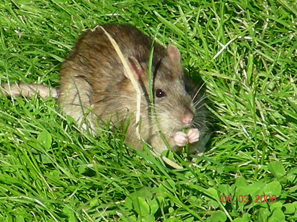 File:Piege-rat-securise-securiposte.jpg - Wikimedia Commons