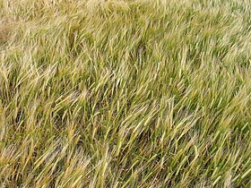 wheat field