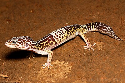 West Indian leopard gecko