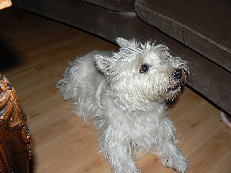 File:West highland white terrier.JPG
