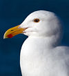 Western gull larus occidentalis.jpg